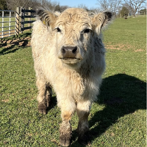 Miniature%20Galloway%20Cattle