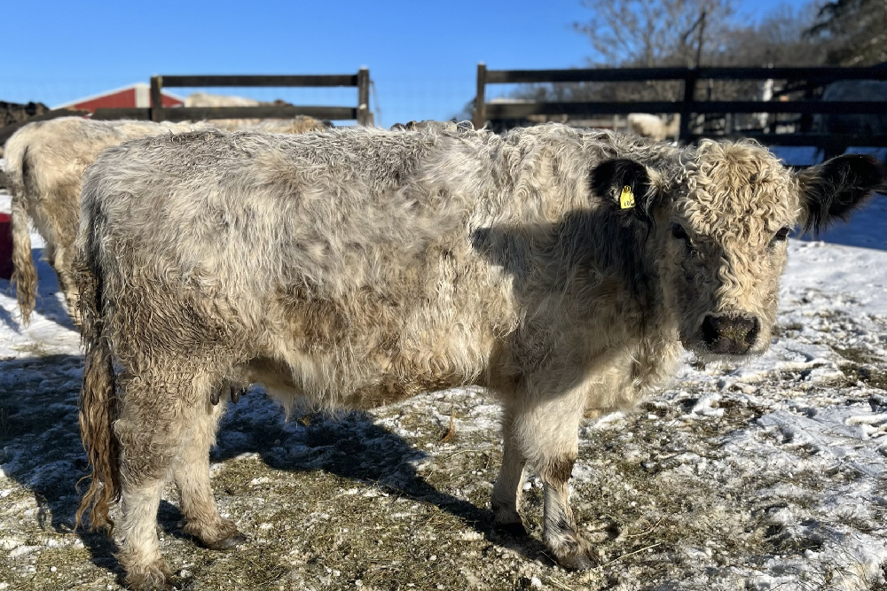 Frosted Maizie