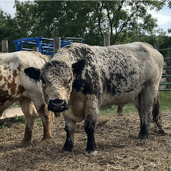 bulls-gallery (1)