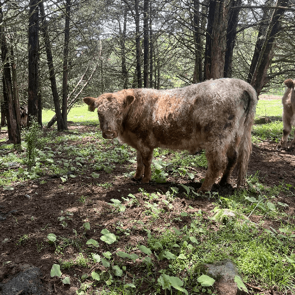 bulls-gallery (16)