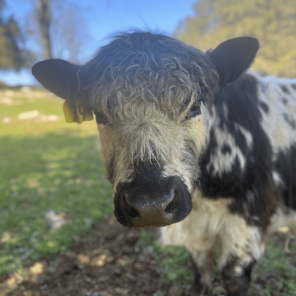 bulls-gallery (18)