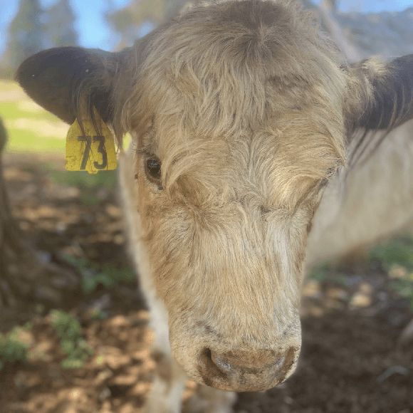 bulls-gallery (19)
