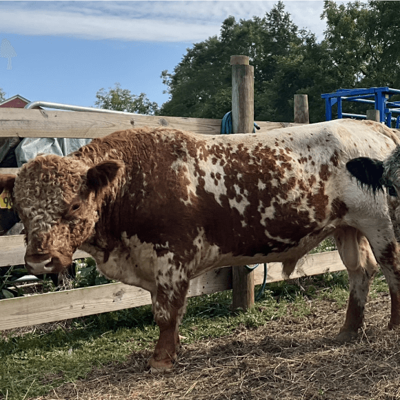 bulls-gallery (2)