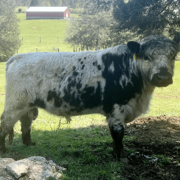 bulls-gallery (20)