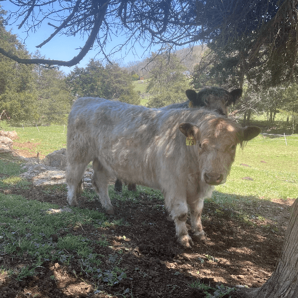 bulls-gallery (21)