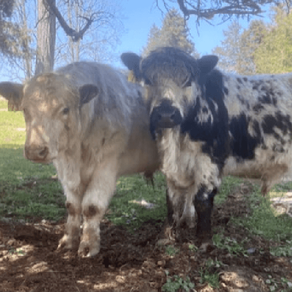 bulls-gallery (22)