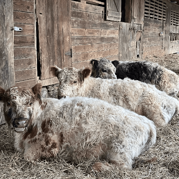 bulls-gallery (24)