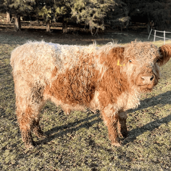 bulls-gallery (26)