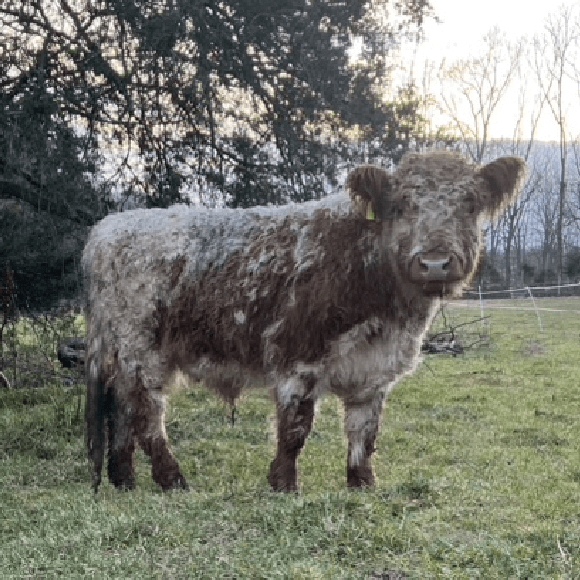 bulls-gallery (27)