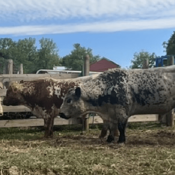 bulls-gallery (29)
