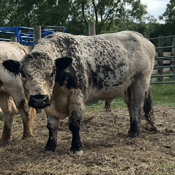 bulls-gallery (3)