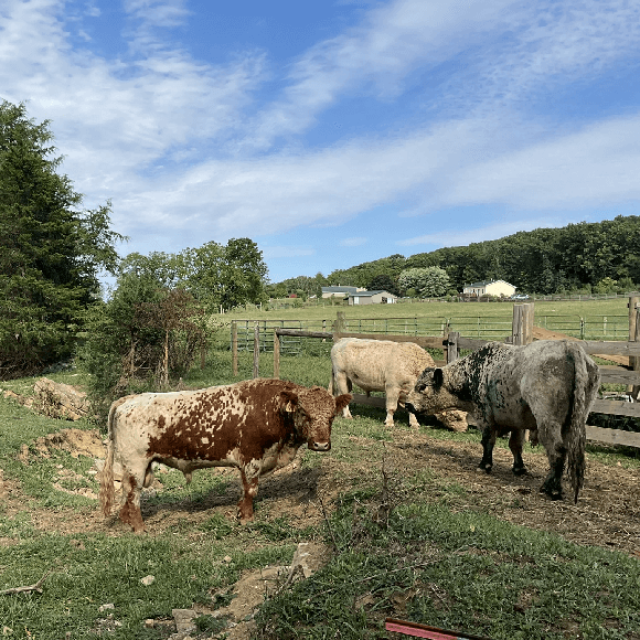 bulls-gallery (4)