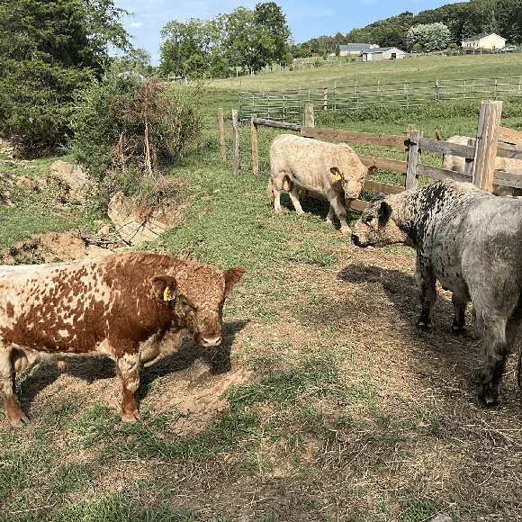 bulls-gallery (5)