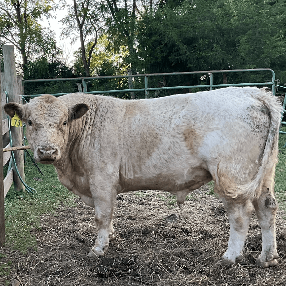 bulls-gallery (6)