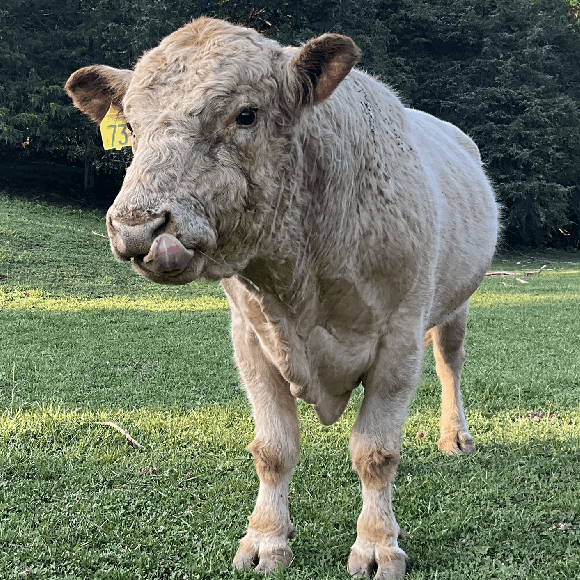bulls-gallery (7)