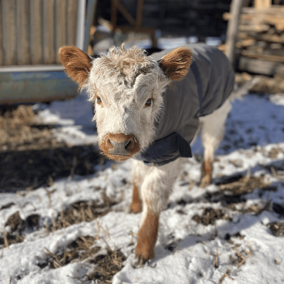 calf (1)