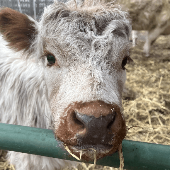 calf (2)