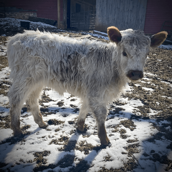 calf (3)