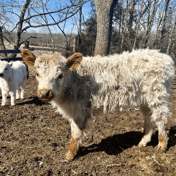 calf (4)