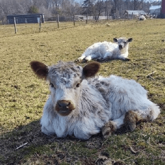 calf (5)