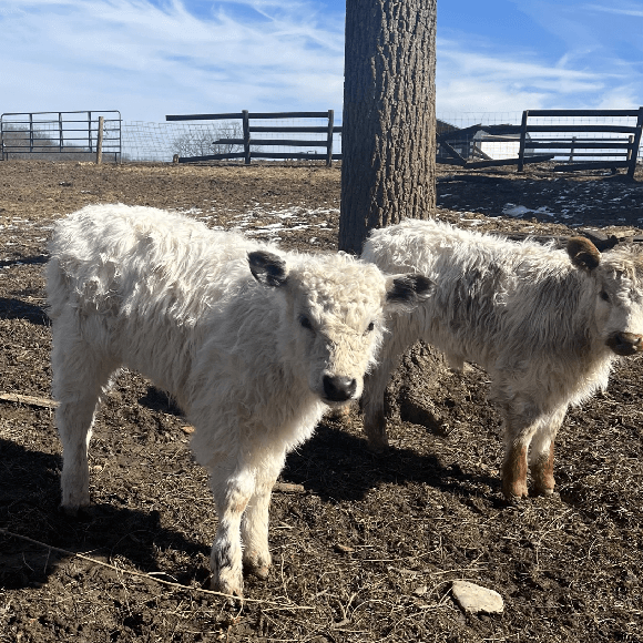 calf-fgallery (1)