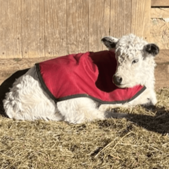 calf-fgallery (10)