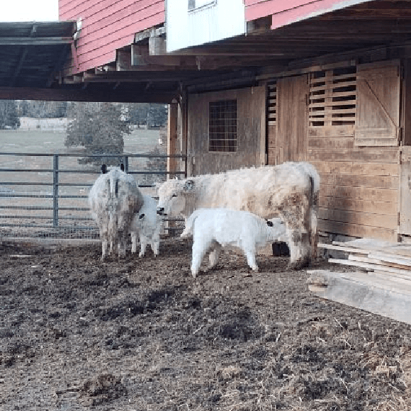calf-fgallery (11)