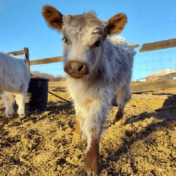 calf-fgallery (12)