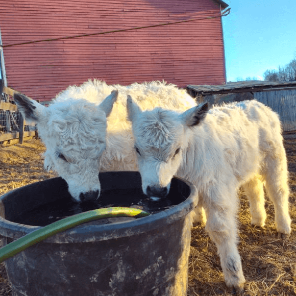 calf-fgallery (13)