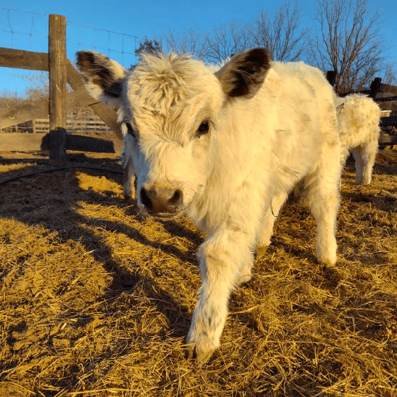 calf-fgallery (15)