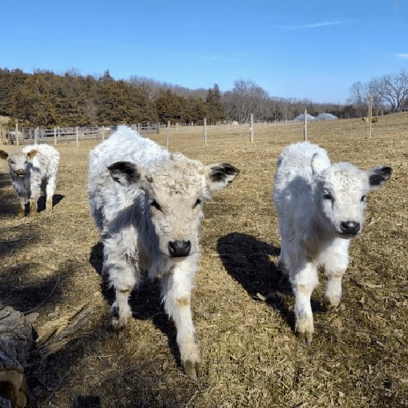 calf-fgallery (16)