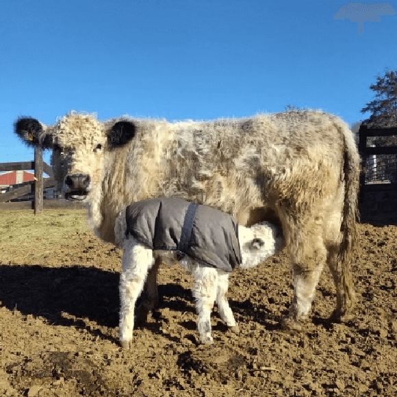 calf-fgallery (17)