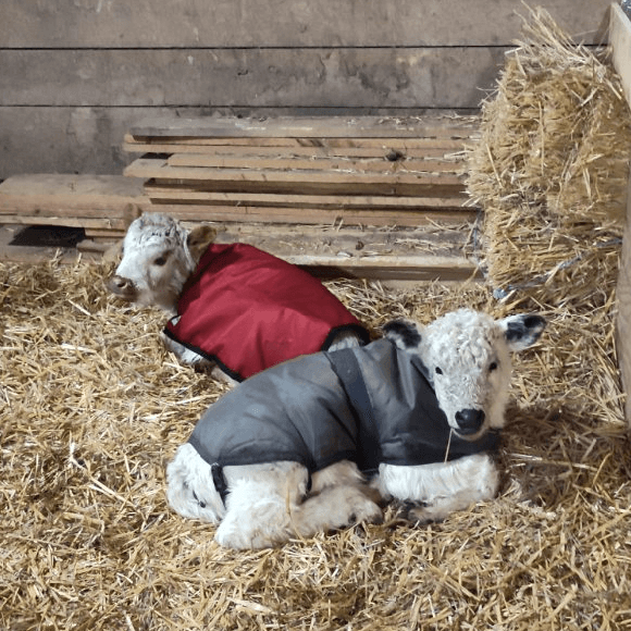 calf-fgallery (19)