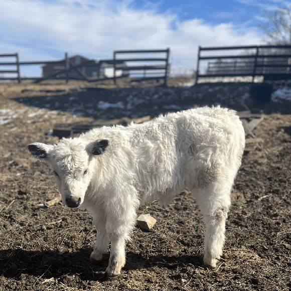 calf-fgallery (2)