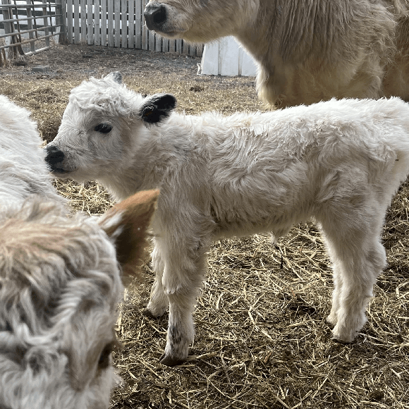 calf-fgallery (3)