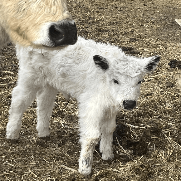 calf-fgallery (4)