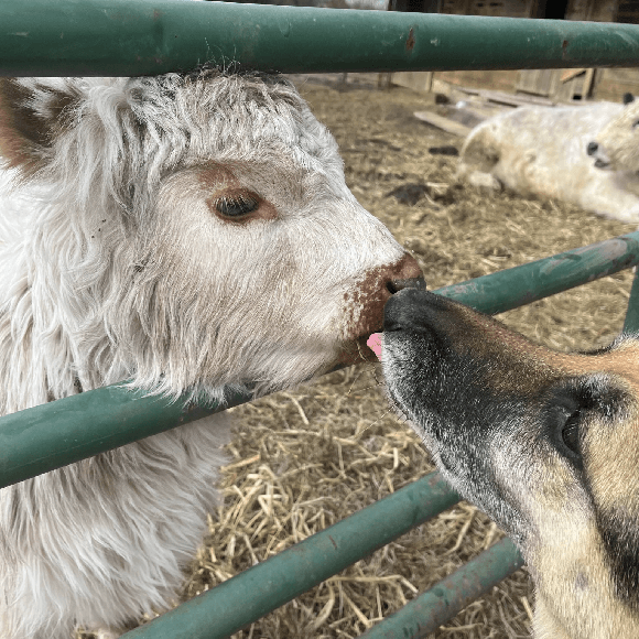 calf-fgallery (5)