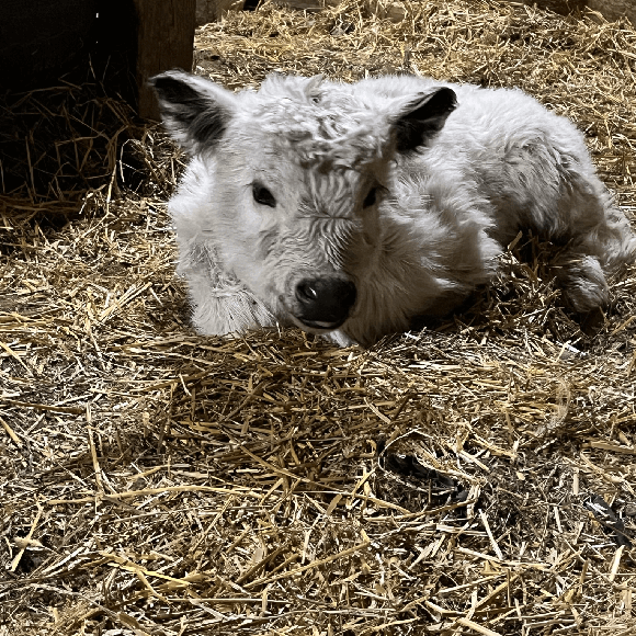 calf-fgallery (7)