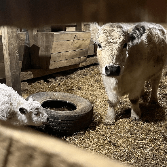 calf-fgallery (8)