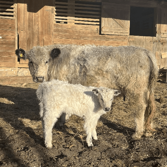 calf-fgallery (9)