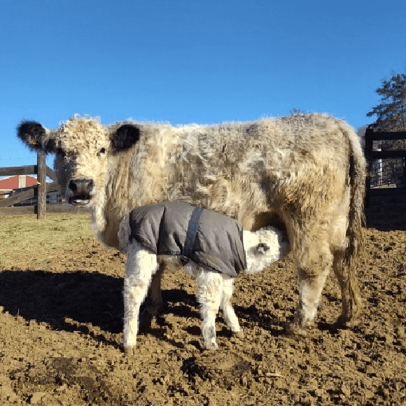 calf-gallery (1)