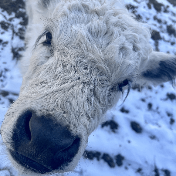 calf-gallery (10)