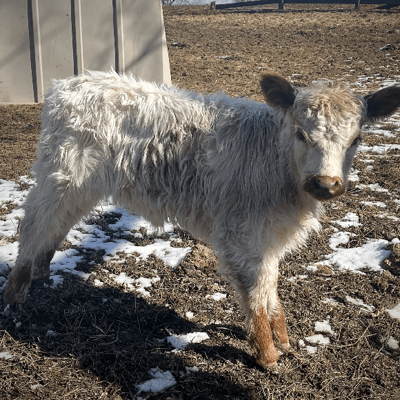 calf-gallery (11)