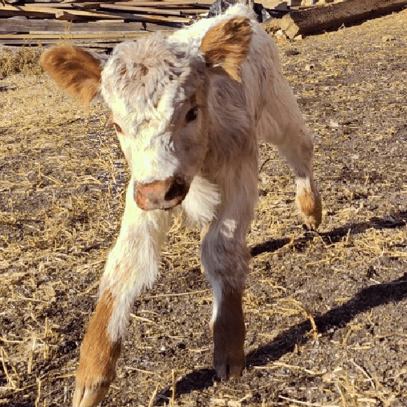 calf-gallery (3)