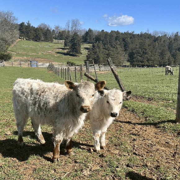 calf-gallery (4)