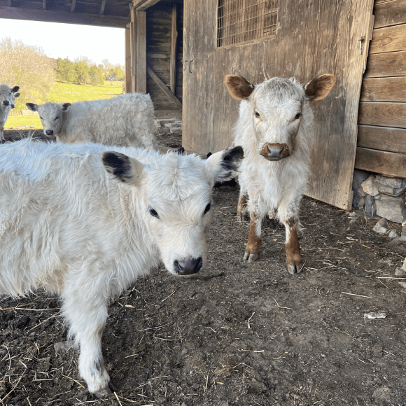 calf-gallery (5)