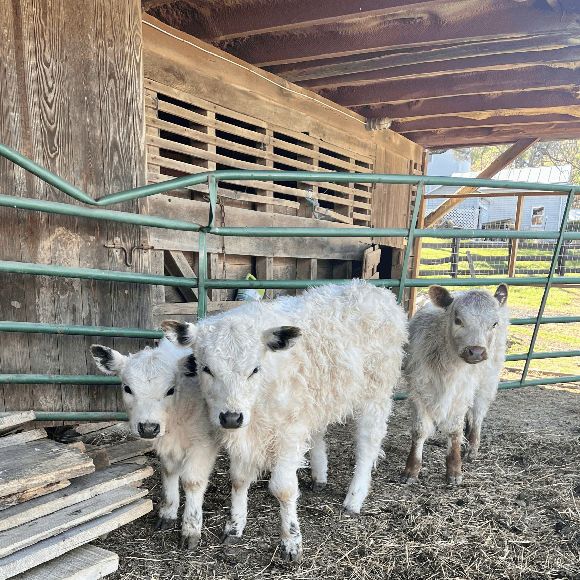 calf-gallery (6)