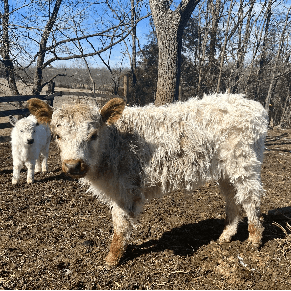 calf-gallery (7)