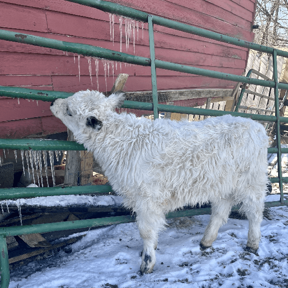 calf-gallery (8)