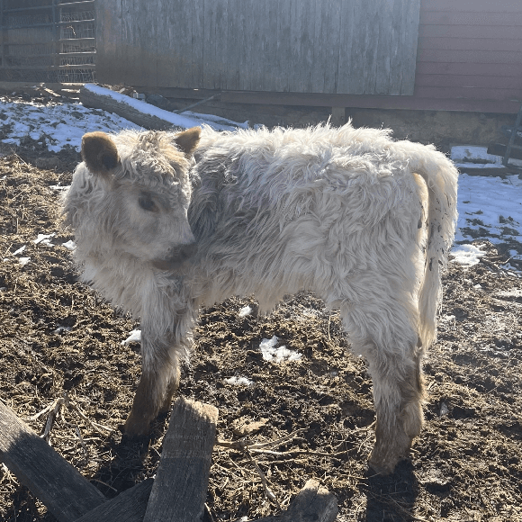 calf-gallery (9)